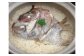 お頭がどーんと乗っている鯛飯♪