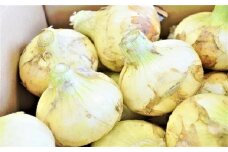 みずみずしく辛味の少ない「へきなんサラダたまねぎ」10kg　H017-078