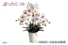 綺麗で丈夫な三河陶器で贈る 光触媒胡蝶蘭大輪３本立（白色の陶器×白桃色の花）　H100-077
