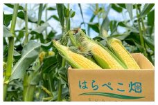 まるで食べるコーンスープ【BIG味来】8本 とうもろこし 野菜　H097-028