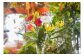 ※花瓶はセットではございません。