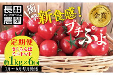 新食感!!奇跡のさくらんぼミニトマトの定期便 約1kg×6回コース  野菜ソムリエサミット 金賞 受賞 長田農園  産地直送 トマト とまと 野菜 やさい フルーツ サラダ 濃厚 甘い ご褒美 プレゼント 美容 健康 リピート多数 人気 高評価 数量限定 碧南市 H004-136