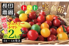 増量約2kg！まるでトマトの宝石箱！フルーツジュエリートマト 4月～6月発送 長田農園  産地直送 カラフル トマト とまと 野菜 やさい フルーツ サラダ 濃厚 甘い ご褒美 プレゼント 美容 健康 リピート多数 人気 高評価 先行受付 数量限定 碧南市 H004-146