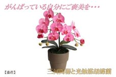 綺麗で丈夫な三河陶器で贈る光触媒胡蝶蘭小輪１本立（モカの陶器×ピンクの花）H100-082