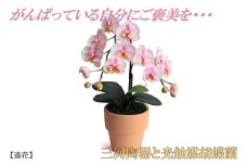 綺麗で丈夫な三河陶器で贈る光触媒胡蝶蘭小輪１本立（ピンクの陶器×桃色の花）H100-080