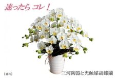 綺麗で丈夫な三河陶器で贈る光触媒胡蝶蘭小輪５本立（白の陶器×白色の花）H100-078