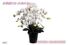 綺麗で丈夫な三河陶器で贈る光触媒胡蝶蘭大輪５本立（黒の陶器×白桜色の花）H100-079