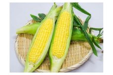 鮮度抜群！朝採り とうもろこし 味来 6本(3Lサイズ) レンジで簡単調理&鮮度保持が出来る袋付き　H132-030