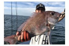 衣浦マリーナより出港！船釣りフィッシングガイド（６時間コース・定員４名・１名様から可）【注意事項必ずご確認ください】　H152-001