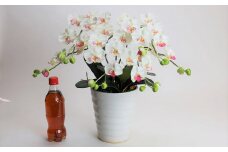 綺麗で丈夫な三河陶器で贈る 光触媒胡蝶蘭小輪３本立（白の陶器×白桃色の花）　H100-083