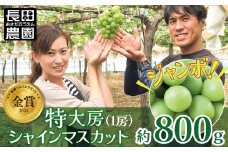 特大房！ みなさんの応援から大きく実った特大シャインマスカット 約800g以上（1房）【数量限定】 フルーツ 果物 長田農園  産地直送 甘い ご褒美 プレゼント 美容 健康 リピート多数 人気 高評価 碧南市 H004-152