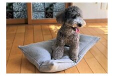【たっぷり!!リアルダウン使用】ペット用　羽毛クッションベッドセット　犬や猫が大好き!!　ペットベッド　H162-041