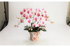 綺麗で丈夫な三河陶器で贈る光触媒胡蝶蘭小輪３本立（赤白の陶器×白桃色の花）　H100-086