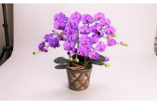 綺麗で丈夫な三河陶器で贈る光触媒胡蝶蘭小輪３本立（ブラウンの陶器×紫色の花）　H100-087