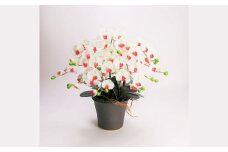 綺麗で丈夫な三河陶器で贈る光触媒胡蝶蘭小輪５本立（ブラウンの陶器×白色の花）　H100-089