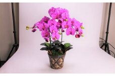 綺麗で丈夫な三河陶器で贈る光触媒胡蝶蘭大輪３本立（茶の陶器×バイオレット色の花）　H100-092