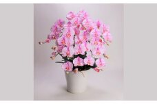 綺麗で丈夫な三河陶器で贈る光触媒胡蝶蘭大輪５本立（白釉薬の陶器×桃色の花）　H100-095