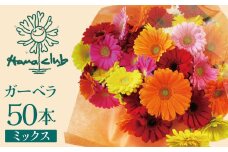 【ラッピング付】生花ガーベラミックスの花束 50本 日付指定可能 ギフト プレゼント ラッピング 産地直送 インテリア お花 フラワー  ボリューム満点 H193-001