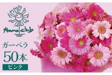 【ラッピング付】生花 ピンクガーベラ の花束 50本 日付指定可能 ギフト プレゼント ラッピング 産地直送 インテリア お花 フラワー  ボリューム満点 H193-002