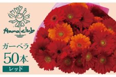 【ラッピング付】生花 レッドガーベラ の花束 50本 日付指定可能 ギフト プレゼント ラッピング 産地直送 インテリア お花 フラワー  ボリューム満点 H193-004