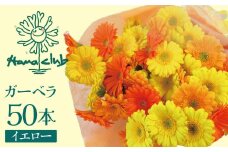 【ラッピング付】生花 イエローオレンジガーベラ の花束 50本 日付指定可能 ギフト プレゼント ラッピング 産地直送 インテリア お花 フラワー  ボリューム満点 H193-003