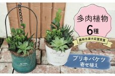 多肉植物６種【令和元年 農林水産大臣賞受賞】ブリキバケツ型室内用の鉢植えインテリア プレゼント ギフト 癒し  H195-001