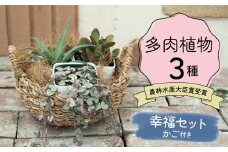 幸福セット【令和元年 農林水産大臣賞受賞】多肉植物3種室内用 インテリア プレゼント ギフト 癒し  H195-004
