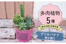 多肉植物５種【令和元年 農林水産大臣賞受賞】ブリキバケツ型室内用の鉢植えインテリア プレゼント ギフト 癒し  H195-003