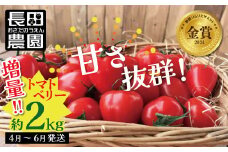 【2026年度予約分】増量約2kg！甘さ抜群!!トマト嫌いでも食べられるトマトベリー 4月～6月発送 野菜ソムリエサミット 金賞 受賞 長田農園  産地直送 トマト とまと 野菜 やさい フルーツ サラダ 濃厚 甘い ご褒美 プレゼント 美容 健康 リピート多数 人気 高評価 数量限定 碧南市 H004-147
