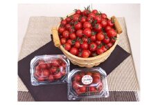 No.068 フルーツミニトマト 約2.4kg ／ とまと 野菜 プチトマト 愛知県 特産品