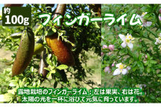 No.407 フィンガーライム  100g ／ 果実 柑橘 希少 森のキャビア 愛知県 特産品