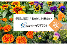 No.410 【ファーム直送】季節の花苗 おまかせ24株セット（秋） ／ あいづまフラワーファーム ガーデニング 寄せ植え 花壇 愛知県 特産品