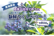 No.488 農薬不使用で育てた新鮮つくしベリー！　産地直送　約800g ／ ブルーベリー 農園 自然 農薬不使用 ラビットアイ系 手摘み 果物 フルーツ