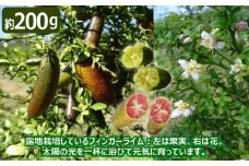 No.504 フィンガーライム　200g ／ ライム フルーツ SDGs 柑橘 おいしい 国産 果汁 愛知県