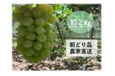 【農家直送（収穫日に発送）】シャインマスカット　約２ｋｇ（3～4房）　