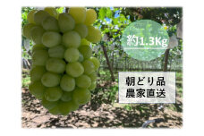 【農家直送（収穫日に発送）】シャインマスカット　約1.3ｋｇ（2房入り）　