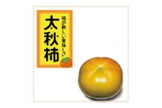 ＜先行受付＞太秋柿　約4.5kg【2025年9月下旬以降順次発送】