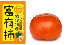 ＜先行受付＞富有柿　約3.7kg【2025年11月上旬以降順次発送】