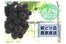 【農家直送（収穫日に発送）】種無し巨峰　約２ｋｇ（3～5房）