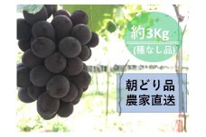 【農家直送（収穫日に発送）】種無し巨峰　◆約３ｋｇ（5～7房）