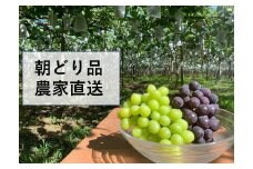【農家直送（収穫日に発送）】種無し巨峰とシャインマスカットMIX　約3kg（4～6房）