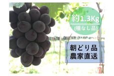 【農家直送（収穫日に発送）】種無し巨峰　◆約1.3ｋｇ（2～3房）