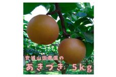 あきづき　5kg　大玉サイズ8～11玉入り【1528762】