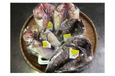 元漁師が作る高級魚干物セット・T018-22