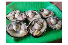 【数量限定】佐久島の漁師さんが獲った大あさり（半割り）＜バーベキュー用5Kg（半割で約40～70個）＞・K089-32