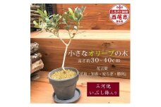 小さなオリーブの木（三河焼いぶし鉢入）・K193-14