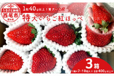 特大いちご(紅ほっぺ)　400g以上(7～10粒、1粒40g以上) ×3箱・O042
