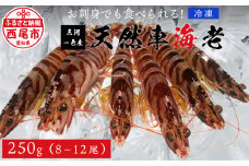 【活きてるみたい！】お刺身でも食べられる三河一色産天然車海老　冷凍250g　中サイズ8～12尾、アートロック凍結・M109