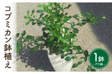 コブミカン鉢植え・T109