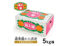 【G0002】【期間限定】蒲郡みかん「箱入娘」約５kg